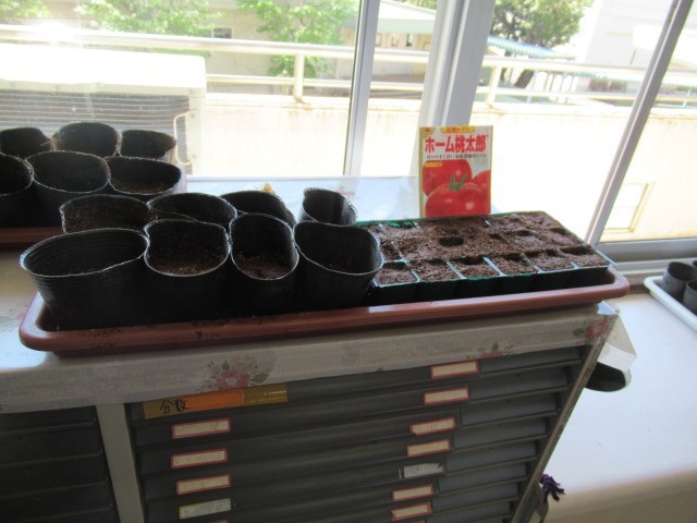 ４／３０　種まき