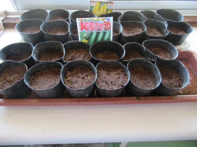 ４／３０　種まき