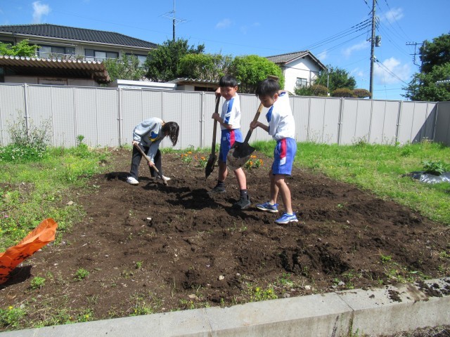 ５／７　畝たて