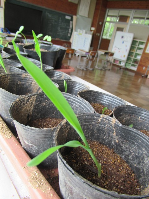 ５／１４　とうもろこし