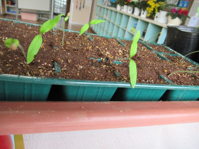 ５／１４　トマト