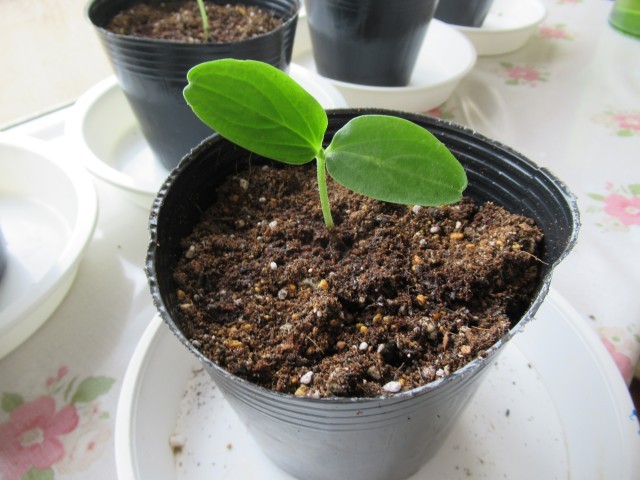 ５／１４　きゅうり