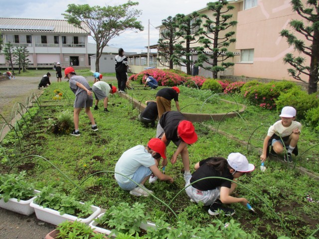 栽培委員会の活動の様子