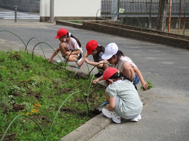 栽培委員会の活動の様子