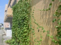 昇降口東側に広がるグリーンカーテン