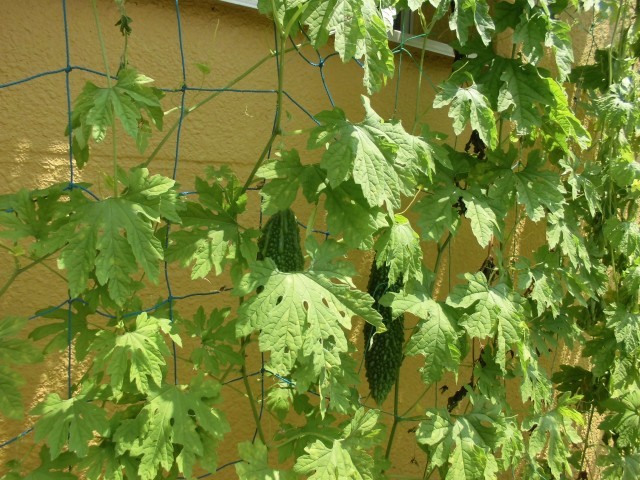 大きいゴーヤもなりました